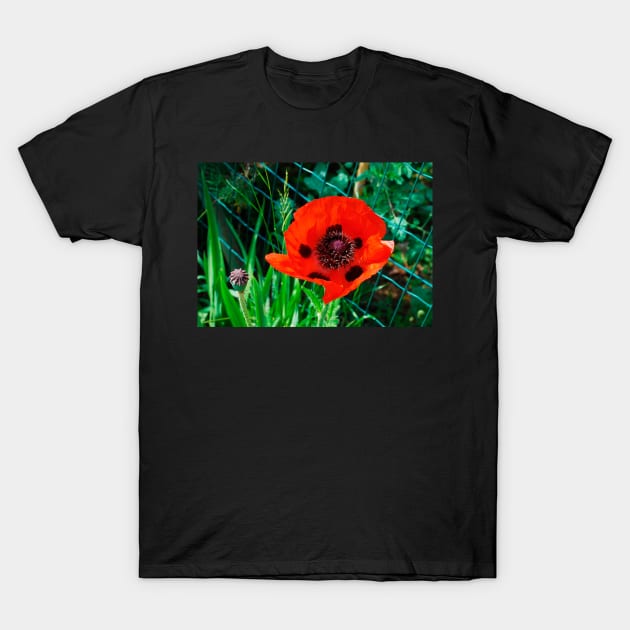 Giant Red Poppy T-Shirt by jojobob